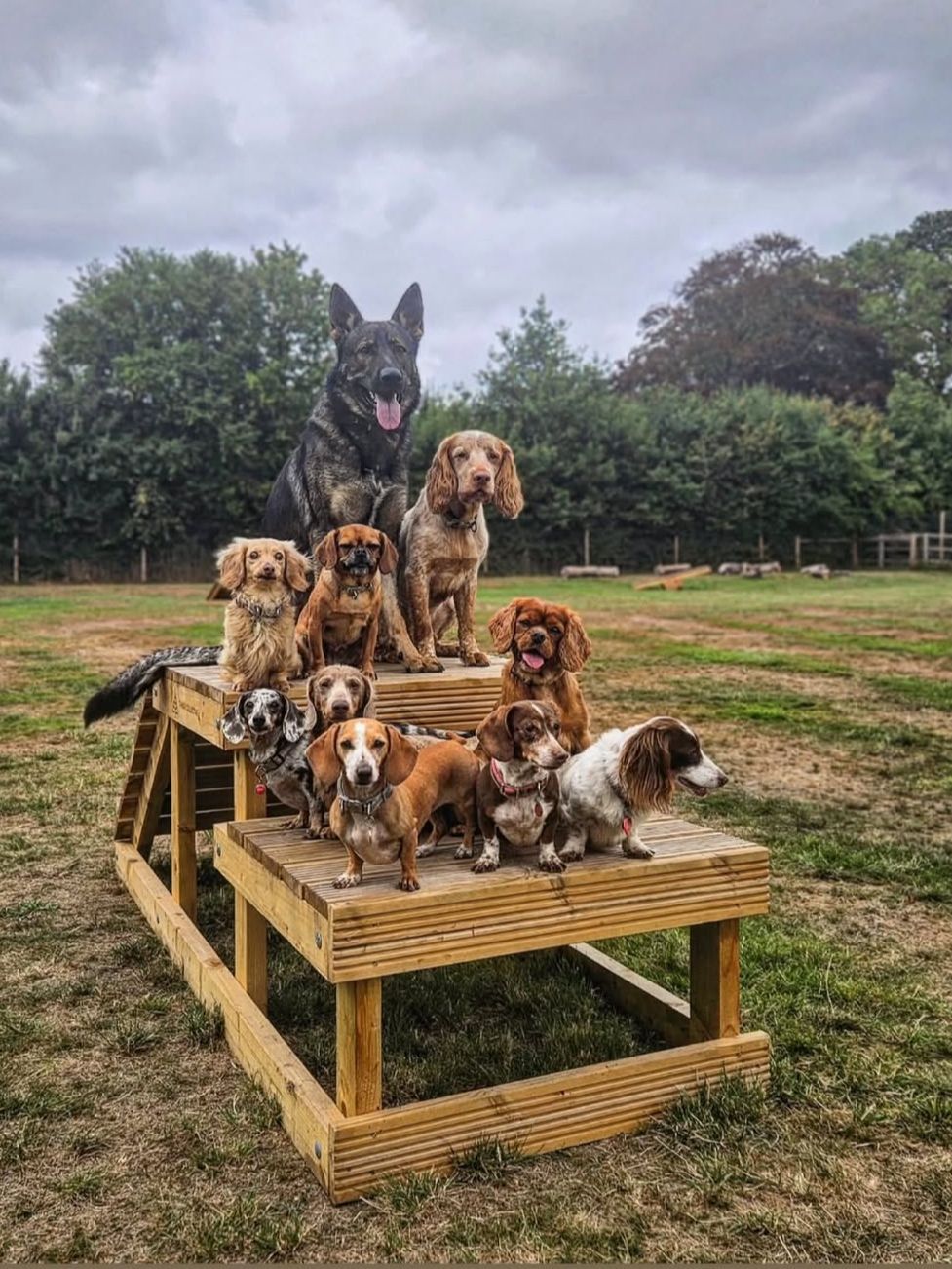 Timber Collective